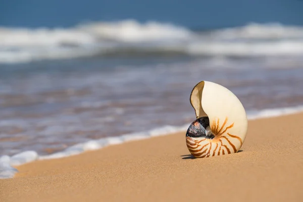 Sea shell på sandstranden på tropisk ö — Stockfoto