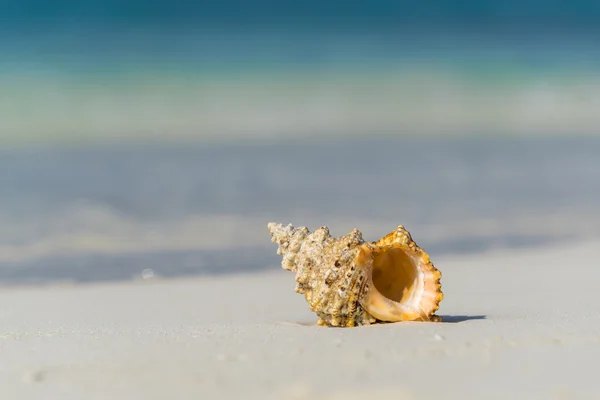 Coquille de mer sur la plage de sable sur l'île tropicale — Photo