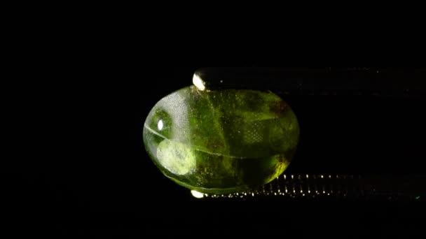 Naturalny Zielony Granat Hydrogrossular Pęsecie Stole Obrotowym — Wideo stockowe