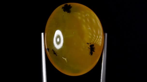 Φυσικό Κίτρινο Φωτιά Opal Πολύτιμος Λίθος Στο Tweezer Στο Παρασκήνιο — Αρχείο Βίντεο