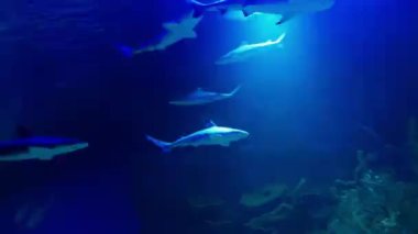 rare ocean fish swimming in the blue water
