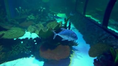 rare ocean fish swimming in the blue water