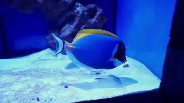 rare ocean fish swimming in the blue water