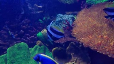 rare ocean fish swimming in the blue water