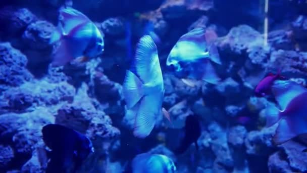 Rari Pesci Oceanici Che Nuotano Nell Acqua Blu — Video Stock