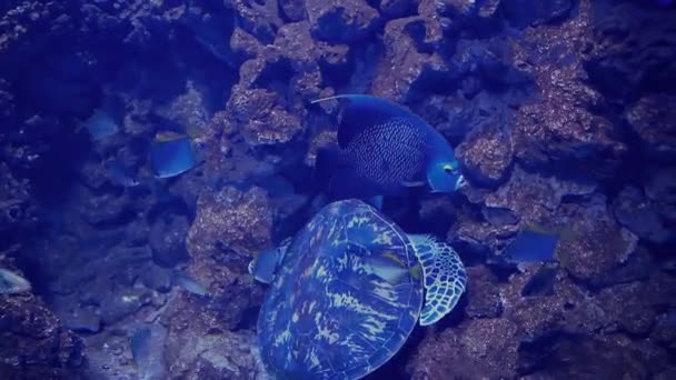 Rari Pesci Oceanici Che Nuotano Nell Acqua Blu — Video Stock