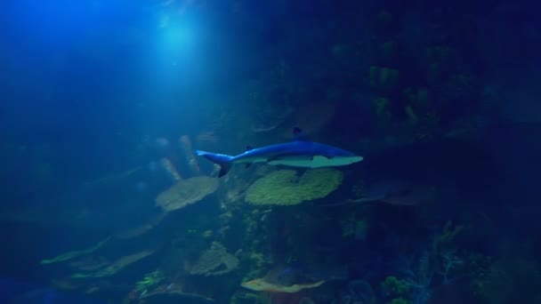 Rare Ocean Fish Swimming Blue Water — Stockvideo