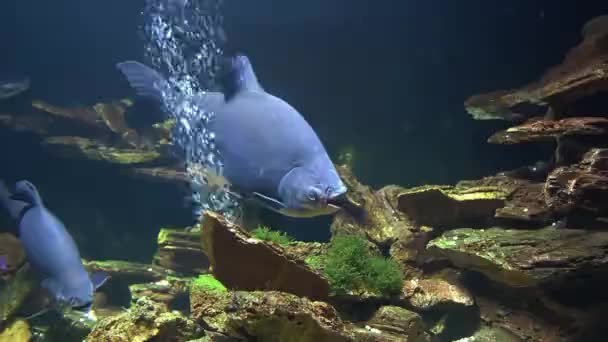 Rare Ocean Fish Swimming Blue Water — Αρχείο Βίντεο