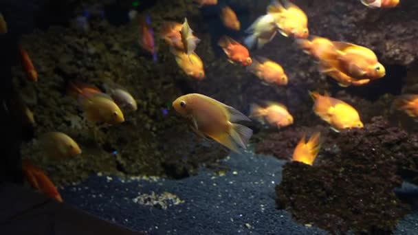 Редкие Океанские Рыбы Плавающие Голубой Воде — стоковое видео