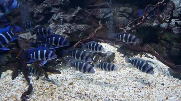 Rare Ocean Fish Swimming Blue Water — Stockvideo