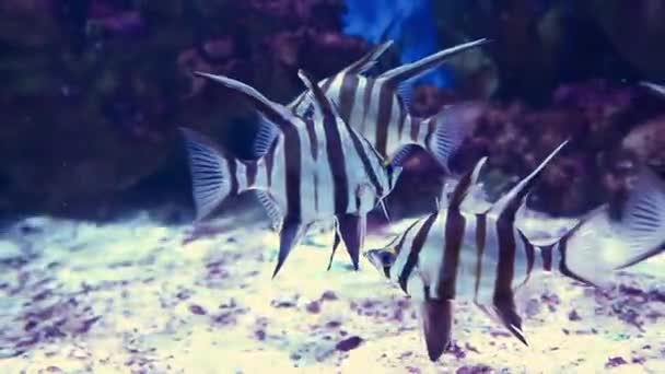 Rare Ocean Fish Swimming Blue Water — Stok Video