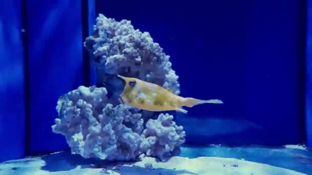 Rari Pesci Oceanici Che Nuotano Nell Acqua Blu — Video Stock