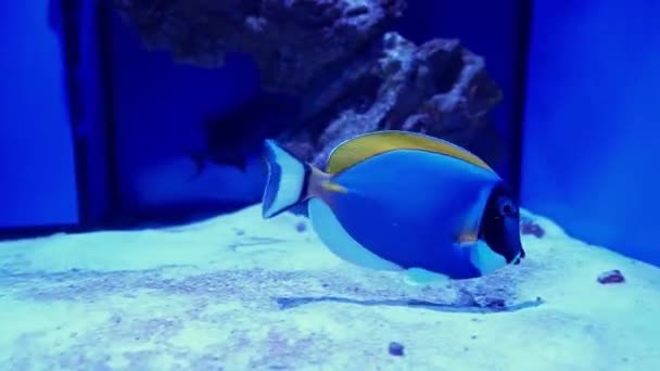 Raros Peces Del Océano Nadando Agua Azul — Vídeos de Stock