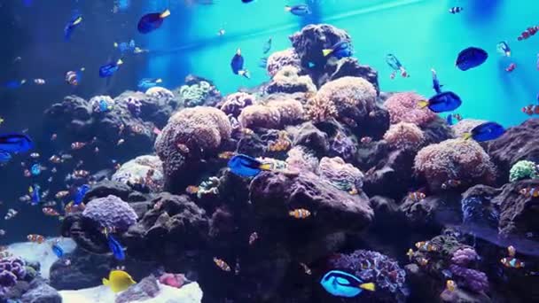 Ritka Óceáni Halak Úsznak Kék Vízben — Stock videók