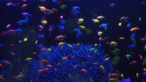 Редкие Океанские Рыбы Плавающие Голубой Воде — стоковое видео