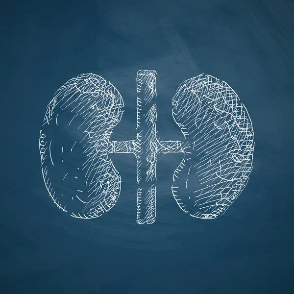 Kidneys icon on chalkboard — Stock Vector