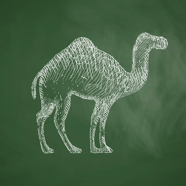 Icona di cammello sulla lavagna — Vettoriale Stock