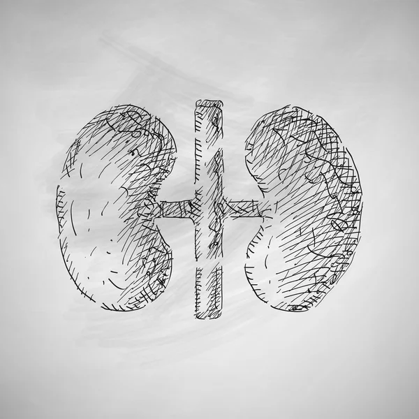 Hand drawn kidneys icon — Stock Vector