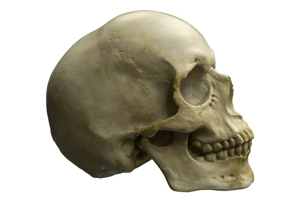 白地に隔離された人間の頭蓋骨の3Dレンダリング — ストック写真