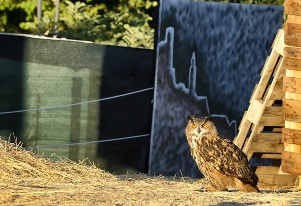Avrasya kartal baykuş