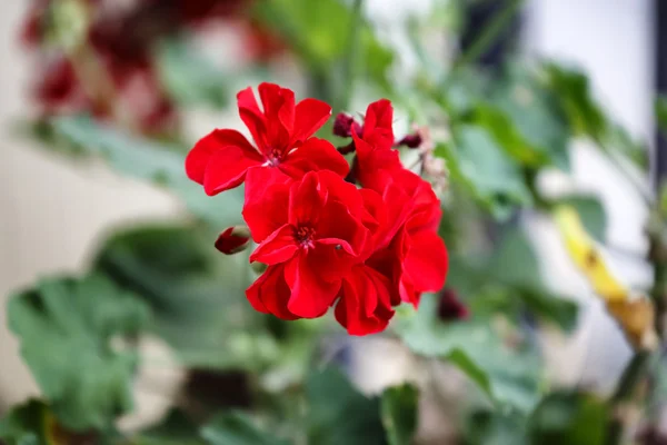 Красный герань в саду — стоковое фото