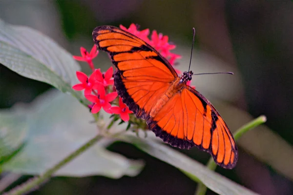 Güzel Bantlı Turuncu Kelebek