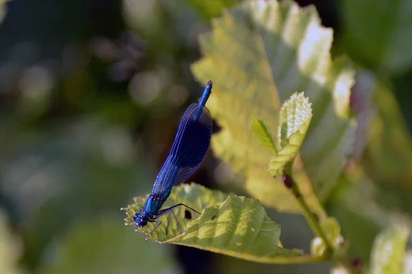 Yaprağın üzerinde dinlenen çok güzel bir Kanatlı Kız Sineği.