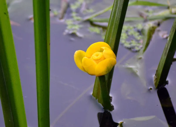 Dorset UK 'deki nehirden yükselen tomurcuklanan su zambağı.