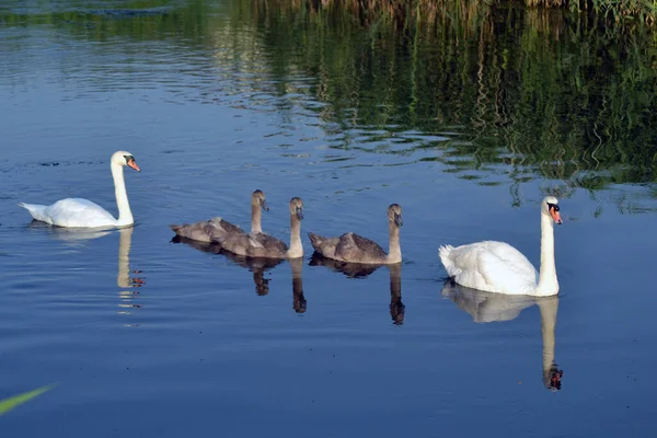 Dilsiz Cob Swan ailesini nehirde yönetiyor.