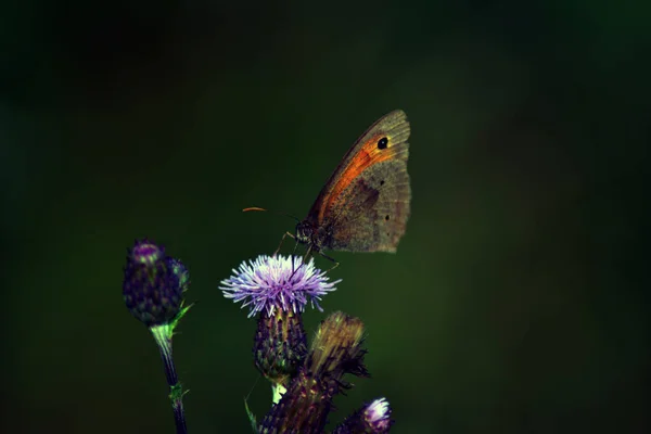 Güzel bir çayır Kahverengi Kelebek