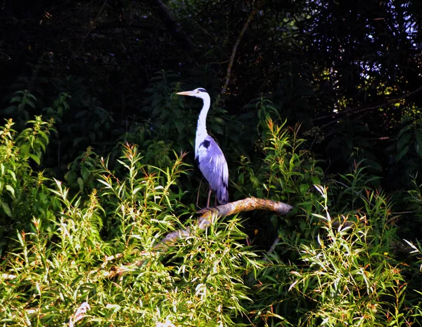 Gri balıkçıl dala tünemiş