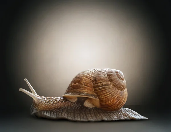Un escargot. Concept graphique dans un style vintage doux . — Photo