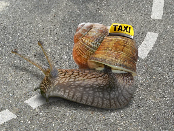 Snigel taxi — Stockfoto