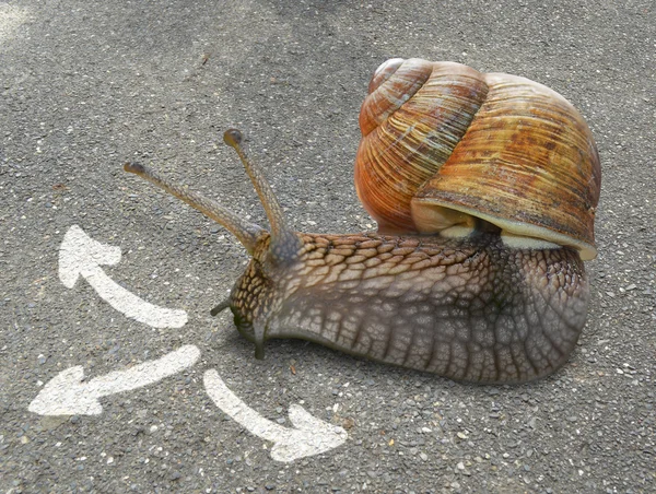 Caracol no fundo com três setas . — Fotografia de Stock