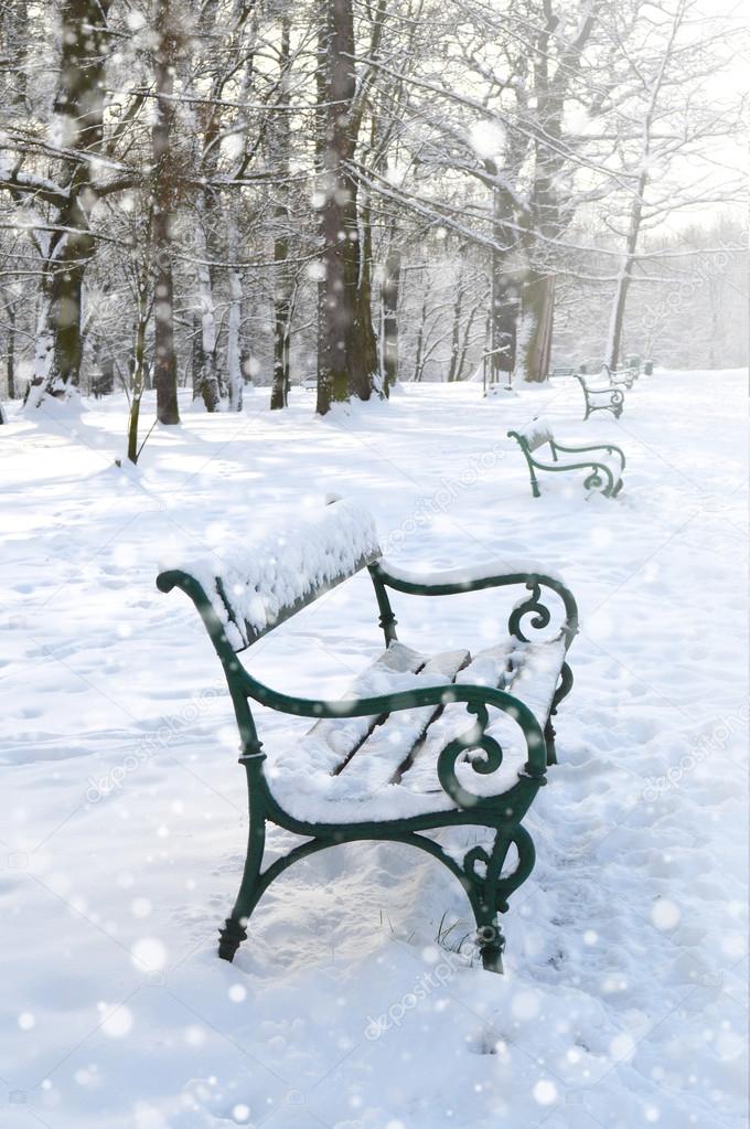 Benches in the park. Winter landscape
