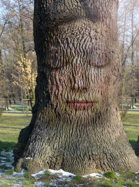 woman's face embedded in the bark of the tree clipart