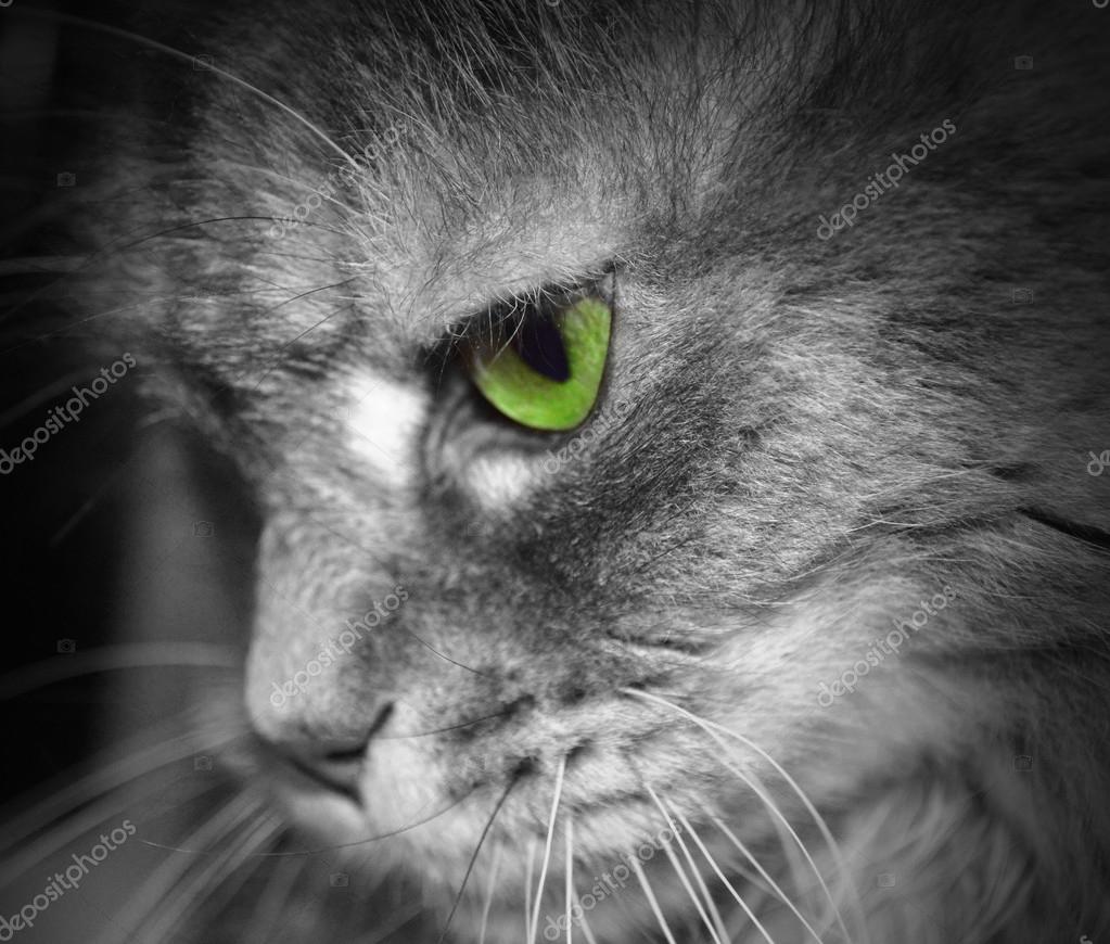 Cat Face Profile Green Eye Stock Photo Image By C Cranach2