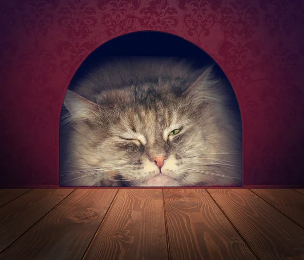 Cat waiting in a mouse hole — Stock Photo, Image