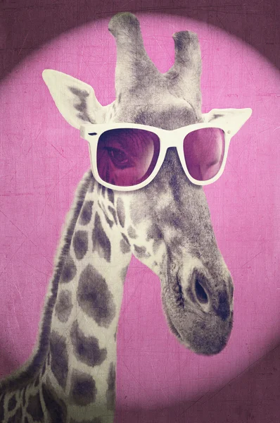 Retrato de uma girafa com óculos de sol hipster — Fotografia de Stock