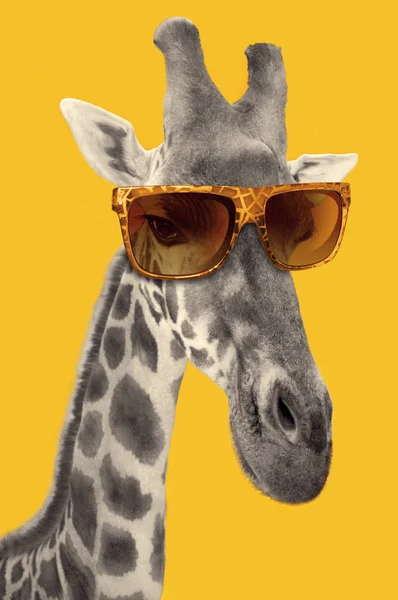 Hipster 선글라스와 기린의 초상화 — 스톡 사진