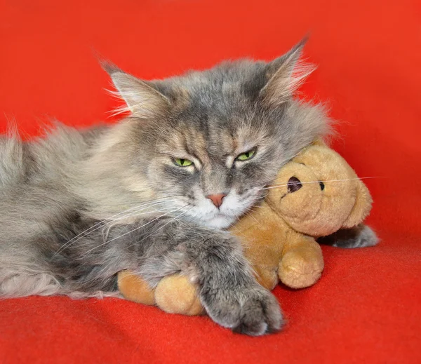 Gato descansando no sofá abraçando um urso de pelúcia — Fotografia de Stock