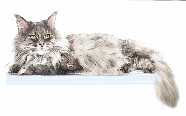 Portrait of maine coon cat on the box, isolated on white background — Stock Photo, Image