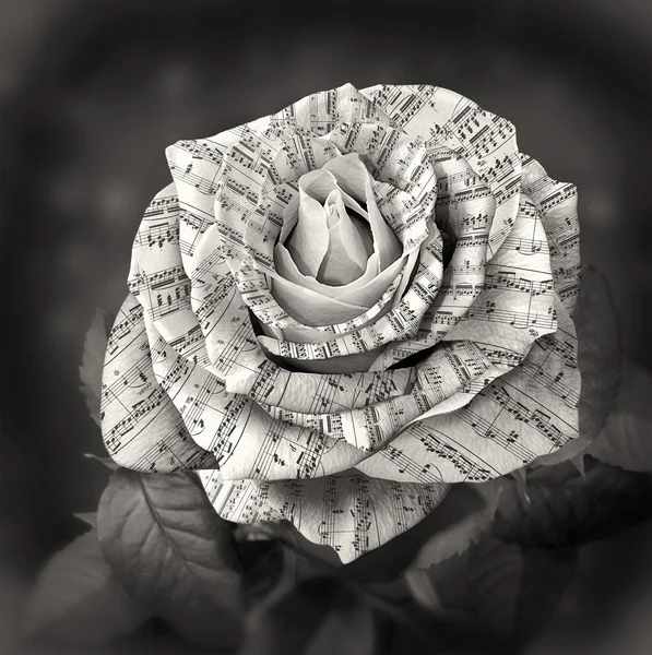 Beautiful black and white rose with note on the petals — Stock Photo, Image