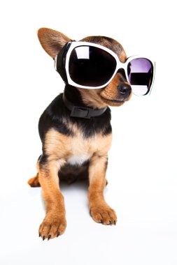 güneş gözlüğü ile köpek