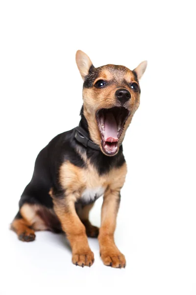 Cão sentado em um fundo branco — Fotografia de Stock