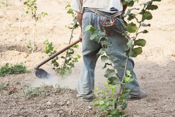 El agricultor que azada avellanas en un campo de coultivate —  Fotos de Stock