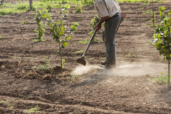 L'agriculteur qui binent les noisettes dans un champ coultivate — Photo