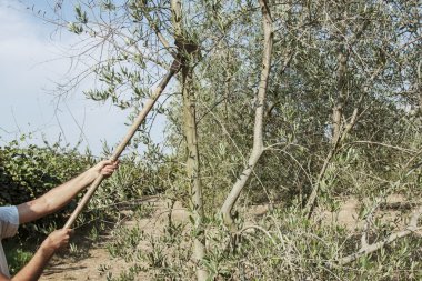 Zeytin toplayan adam