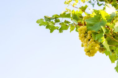 bunch of white grapes clipart