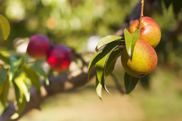 Яблоки и персики на ветвях — стоковое фото